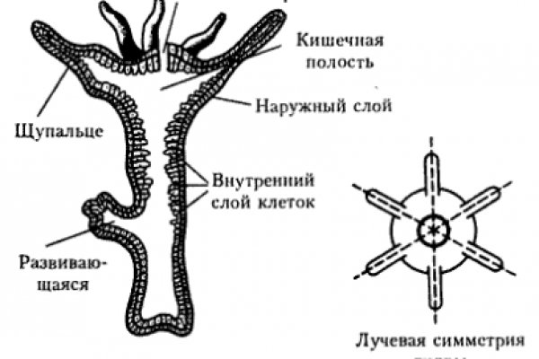 Мега кракен блэк спрут